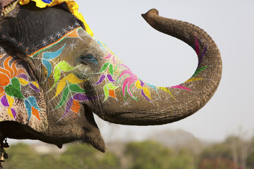 A picture of an elephant which signifies th evibancy of indian culture